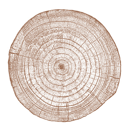 Distressed wood texture on white background. Cross section tree rings cut slice. Round wooden design elements. Vector illustration, EPS 10.