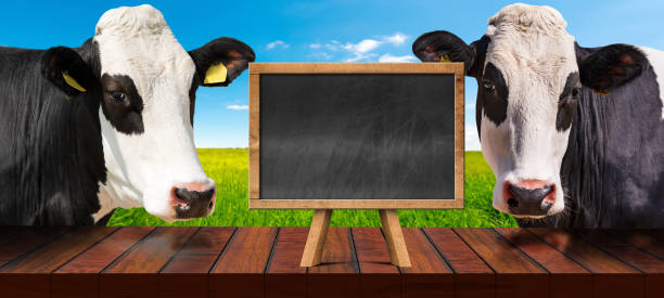 istock Empty Wooden Table and Blackboard With two Cows Looking at the Camera 1707545284
