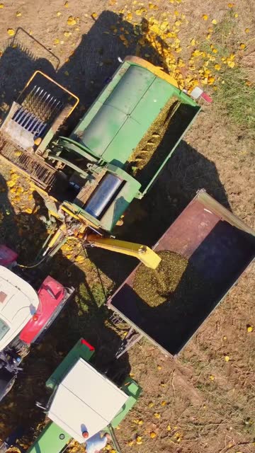 Drone shot of Combine Harvester Loading Pumpkin Seeds into Trailer on Farm - VERTICAL