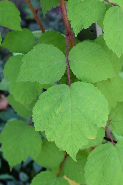 istock Japanese Vineberry plant 1707565190