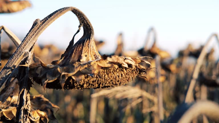 Zoom in on wilted sunflowers in the field.