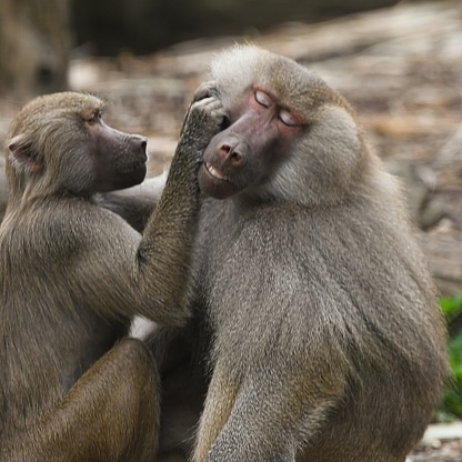 Baboons grooming in the zoo