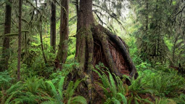 Nurse tree in the lush and vibrant Olympic Rain Forest.
