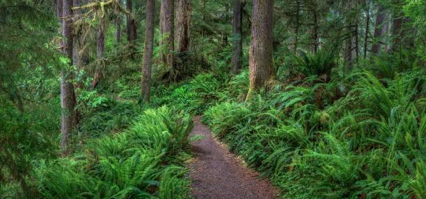 istock Mossy trail in the Olympic Rain Forest. 1707581064