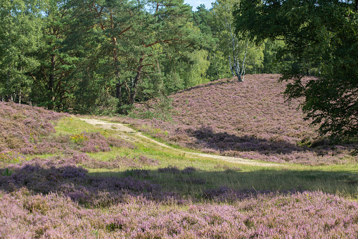 Picturesque hilly landscape of Fields o flowering heather on the outskirt of the Fischbeker Heide, Hamburg, Germany. High quality photo