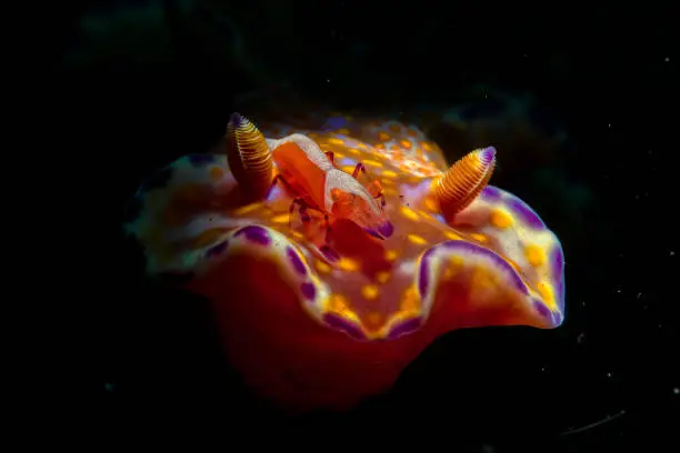 Periclimenes imperator, known as the emperor shrimp, is a species of shrimp with a wide distribution across the Indo-Pacific. It lives commensally on a number of hosts, including the sea slug Ceratosoma tenue.