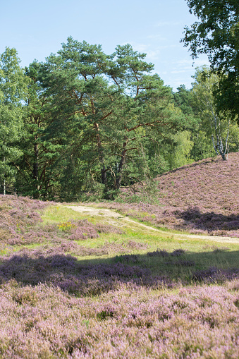 Picturesque hilly landscape of Fields o flowering heather on the outskirt of the Fischbeker Heide, Hamburg, Germany. Vertical frame. High quality photo
