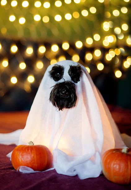 istock dog in halloween costume 1707599413