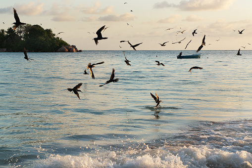 A flock of seabirds off Praslin beach early in the morning.