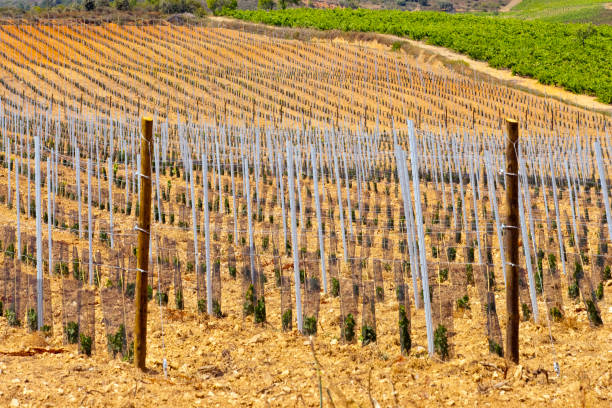 istock Newly Planted Vineyard,  Bierzo area,  Castilla y Leon, Spain. 1707607932