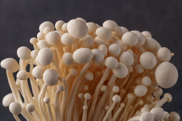 istock Fresh Enoki mushrooms on black background with selected focus.Enoki, also known as velvet shank, is a species of edible mushroom in the family Physalacriaceae. 1707620982