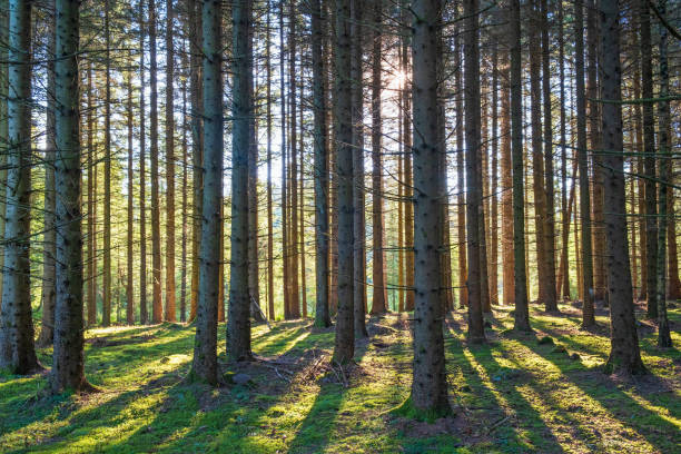 istock Coniferous forest in backlight with shadows and tree trunks in summer 1707621526