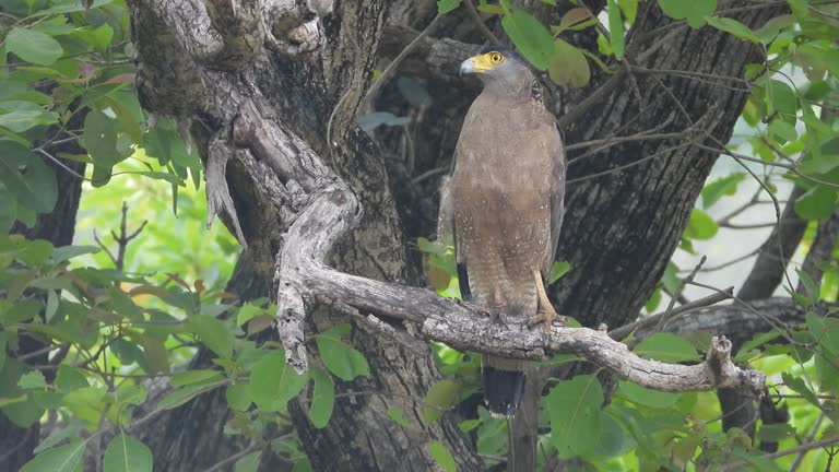 Spilornis cheela bird  sitting on tree brnach , in the jungle ,raptor bird