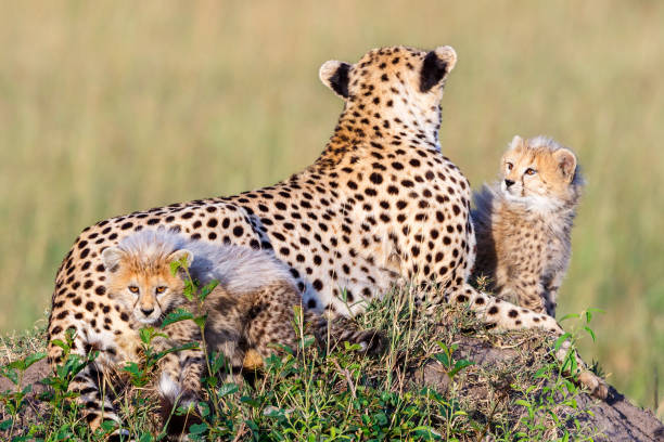 istock Curious Cheetah cubs with their mother in savannah 1707622592