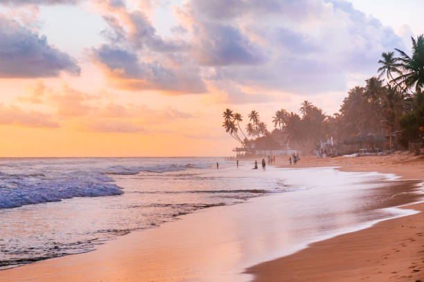 Sunset on a sandy beach with palm trees and people in Hikkaduwa. stock photo