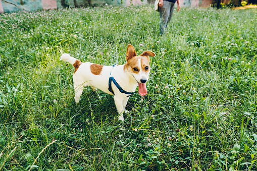 A playful happy jack russell dog playing in the grass