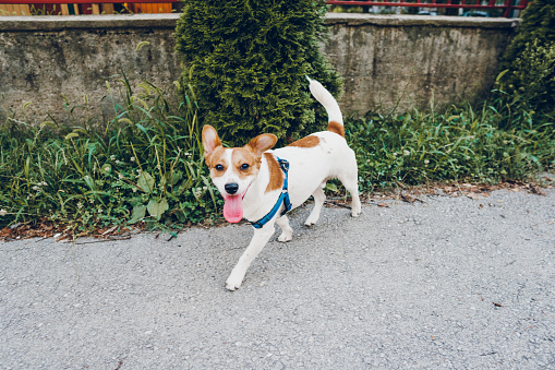 A playful happy jack russell dog playing in the grass