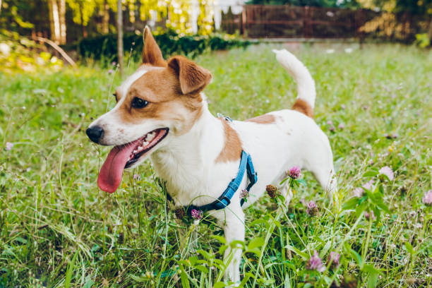 A playful happy jack russell dog playing in the grass