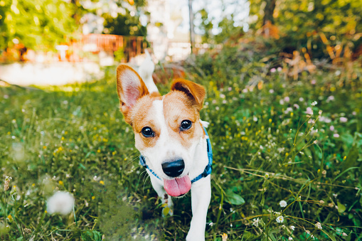 A playful happy jack russell dog playing in the grass