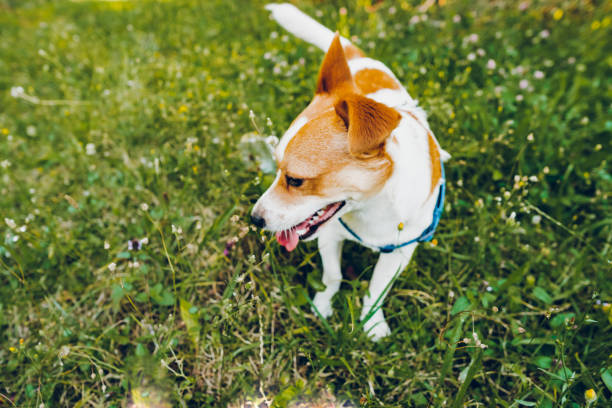 istock A playful happy jack russell dog playing in the grass 1707628500