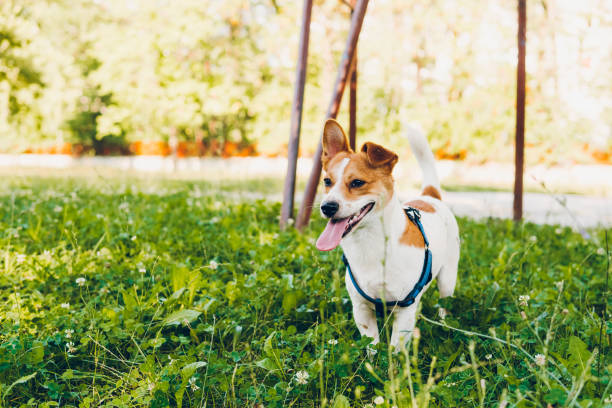 istock A playful happy jack russell dog playing in the grass 1707629049