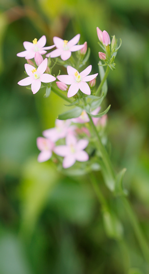 Variable low to short biennial, often with  a solitary erect stem, branched above. Leaves elliptical to oval, mostly 3-7 veined, the lower in a distinct rosette, the upper much smaller. Flowers pink to purplish, 9-15mm, scarcely stalked, borne in flat topped, branched ,clusters.
Habitat: Grassy places, woodland margins, scrub and mountain slopes, generally on dry, well drained soils, to 1400m.
Flowering Season: June-September.
Distribution: Throughout Europe, except the far North.
The Plant has been used as dye plant (yellowish-green) and since early times has been used for controlling fevers.

This is a quite common Species in the described Habitats in the Netherlands.