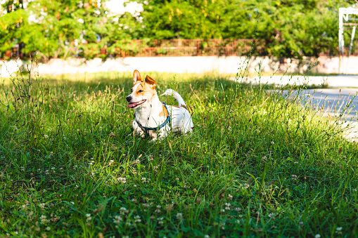 A playful happy jack russell dog playing and running in the grass