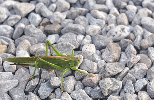 Large green grasshopper (Tettigonia viridissima) on gravel.