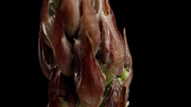 A macro close-up of an asparagus stalk on a black background. Slide upwards, macro shot.