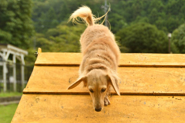 istock A dog getting over the A-frame in agility. 1707695513