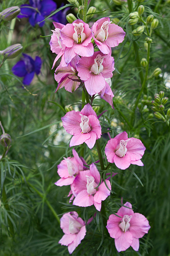 Pink garden bellflower close-up. Pink garden flowers.