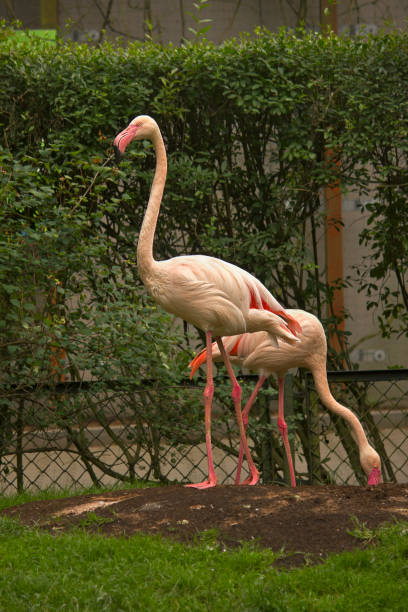 istock pink flamingos 1707715087