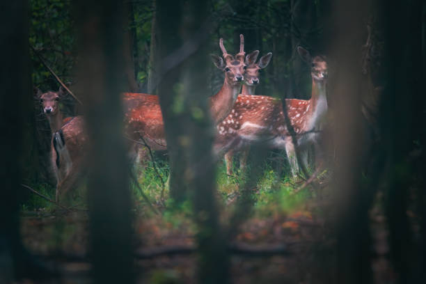 istock Little deer, young roe deer, hind in a mystic forest 1707721300