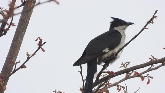 Pied Cuckoo bird perched on tree