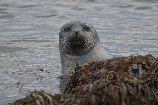 Harbor Seal at Ytri Tunga, Iceland