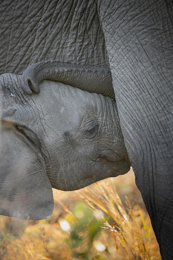Closeup of a baby African elephant suckling, Kruger National Park.