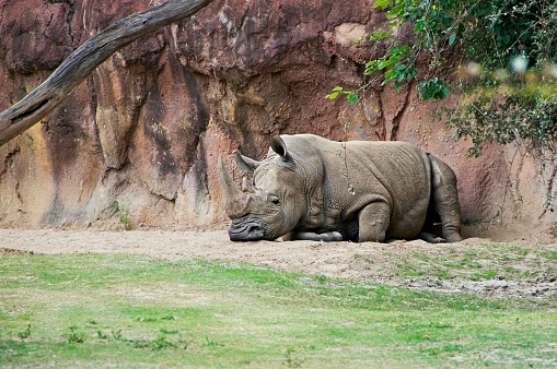 Southern White Rhinoceros Laying in the sand