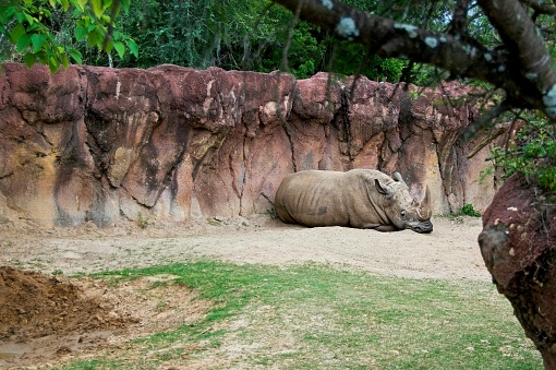 Southern White Rhinoceros Laying in the sand