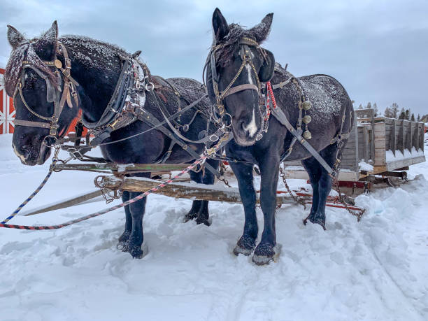 istock Horse and sleigh in winter 1707812158