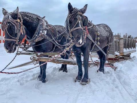 Two black horses standing in snow with sleigh behind them. Winter snowy theme