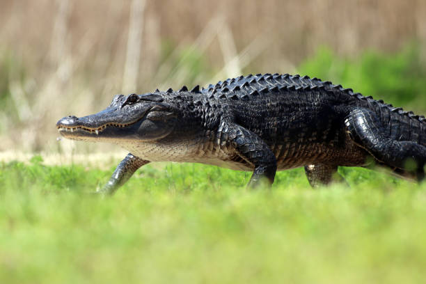 Aligator walking in the swamp.