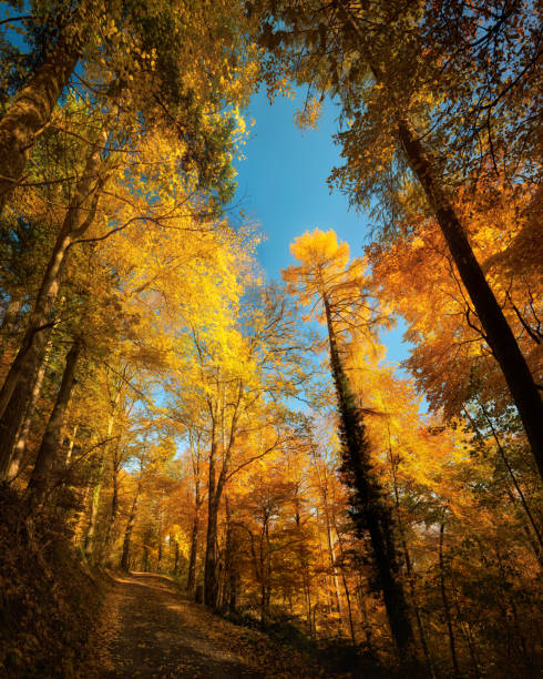 istock Trees growing towards the blue sky 1707816102