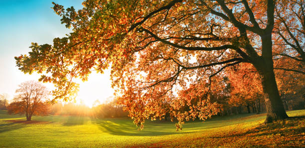 公園の華やかな紅葉 - november tranquil scene autumn leaf ストックフォトと画像