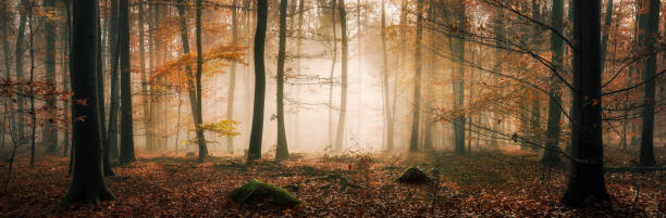 istock Fairytale mood in a foggy forest 1707822058