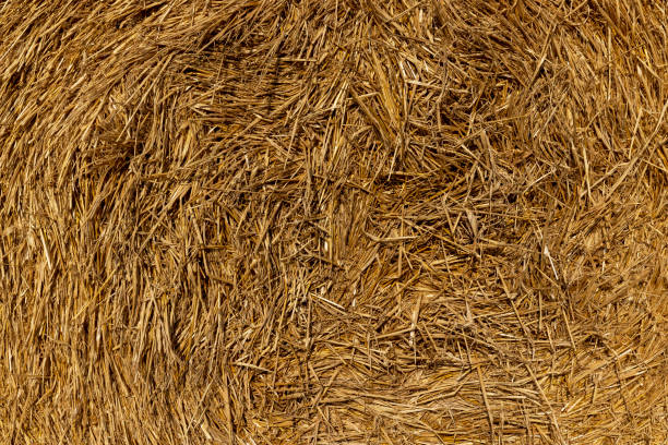 istock A field with cereals in the summer 1707825408