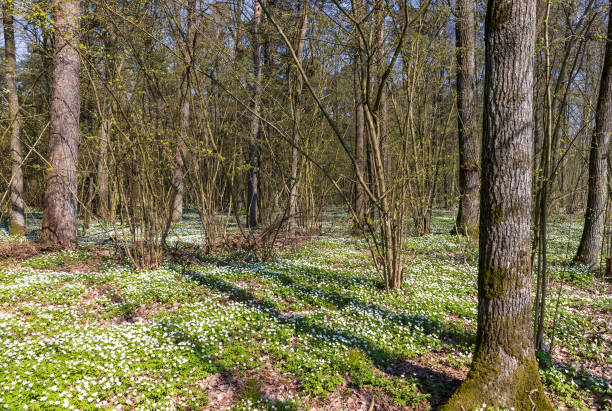 istock the first spring flowers of anemone are white in a mixed forest 1707826026