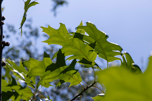 oak with green foliage in summer, beautiful oak tree in sunny weather