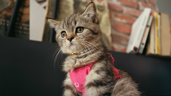 Portrait of kitten sweet cat