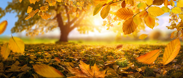 Autumn scene with a tree in the defocused background and falling golden leaves, close to the ground
