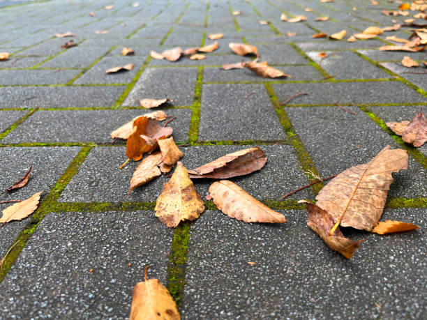 istock fallen leaves on the street 1707832772
